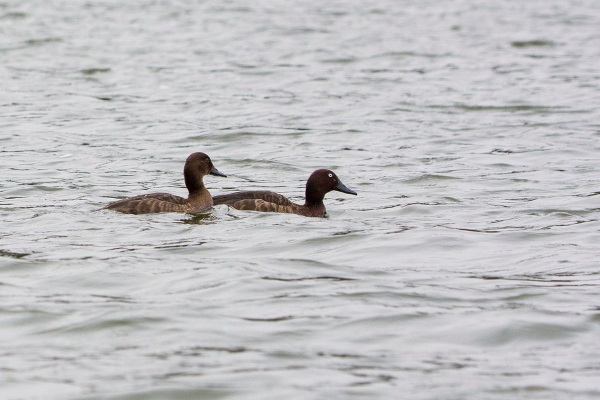 Madagascar Pochard - ML530085491