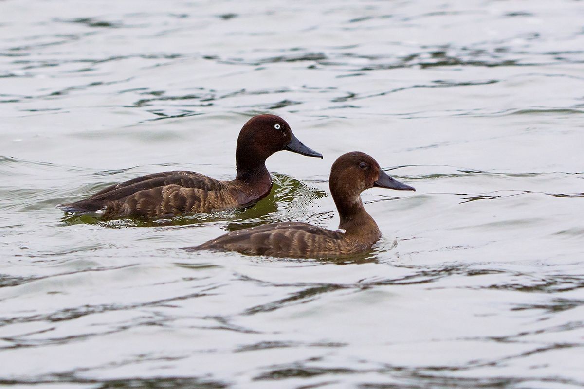 Madagascar Pochard - ML530085571