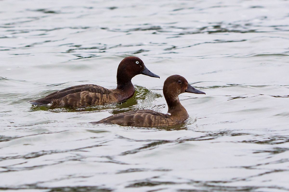 Madagascar Pochard - ML530085571