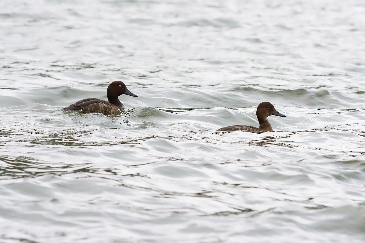 Madagascar Pochard - ML530085591