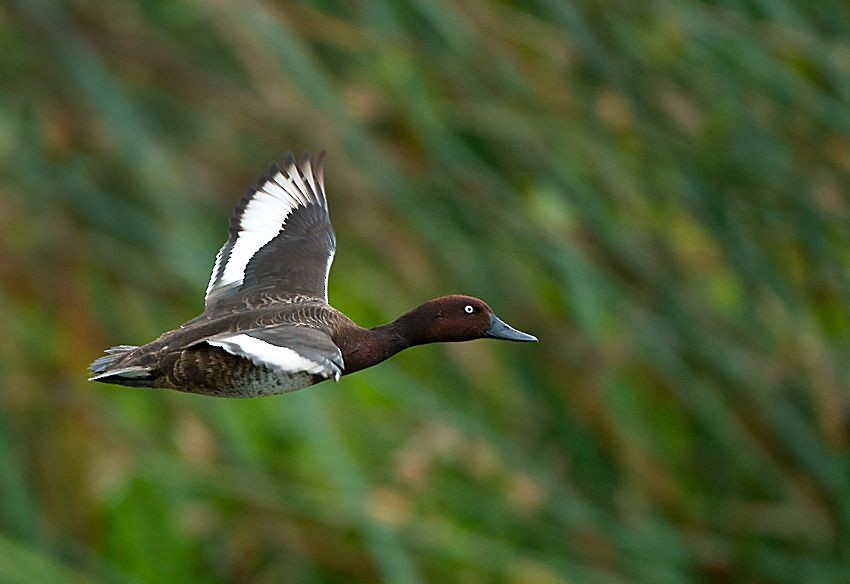 Madagascar Pochard - ML530085671