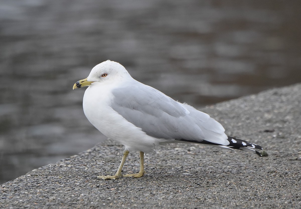 Ring-billed Gull - ML530085701