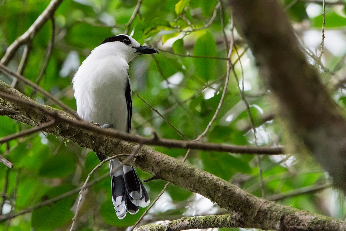 Hook-billed Vanga (Hook-billed) - ML530085761