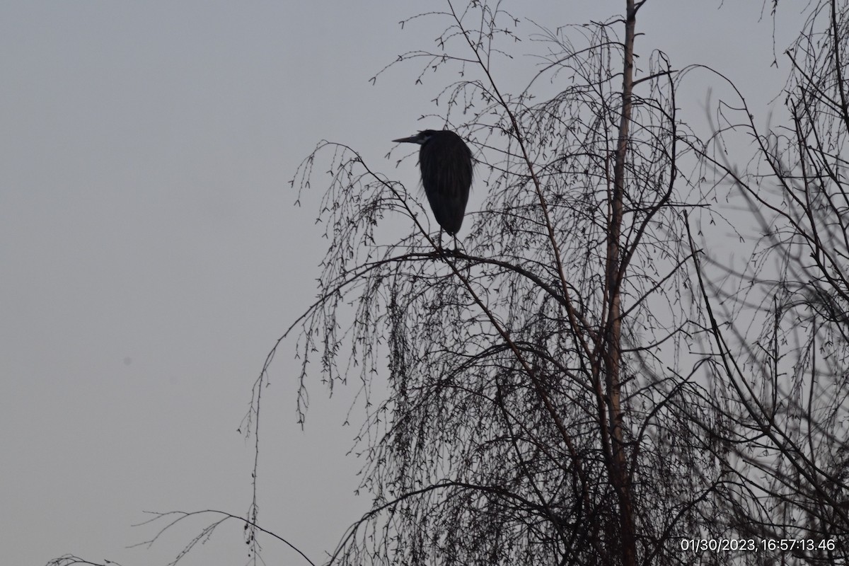 Great Blue Heron - Spencer Parsons