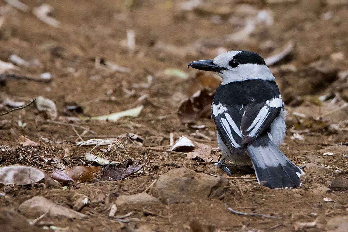 Hook-billed Vanga (Hook-billed) - ML530085831