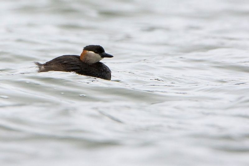 Madagascar Grebe - ML530086031