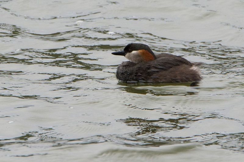 Madagascar Grebe - ML530086051