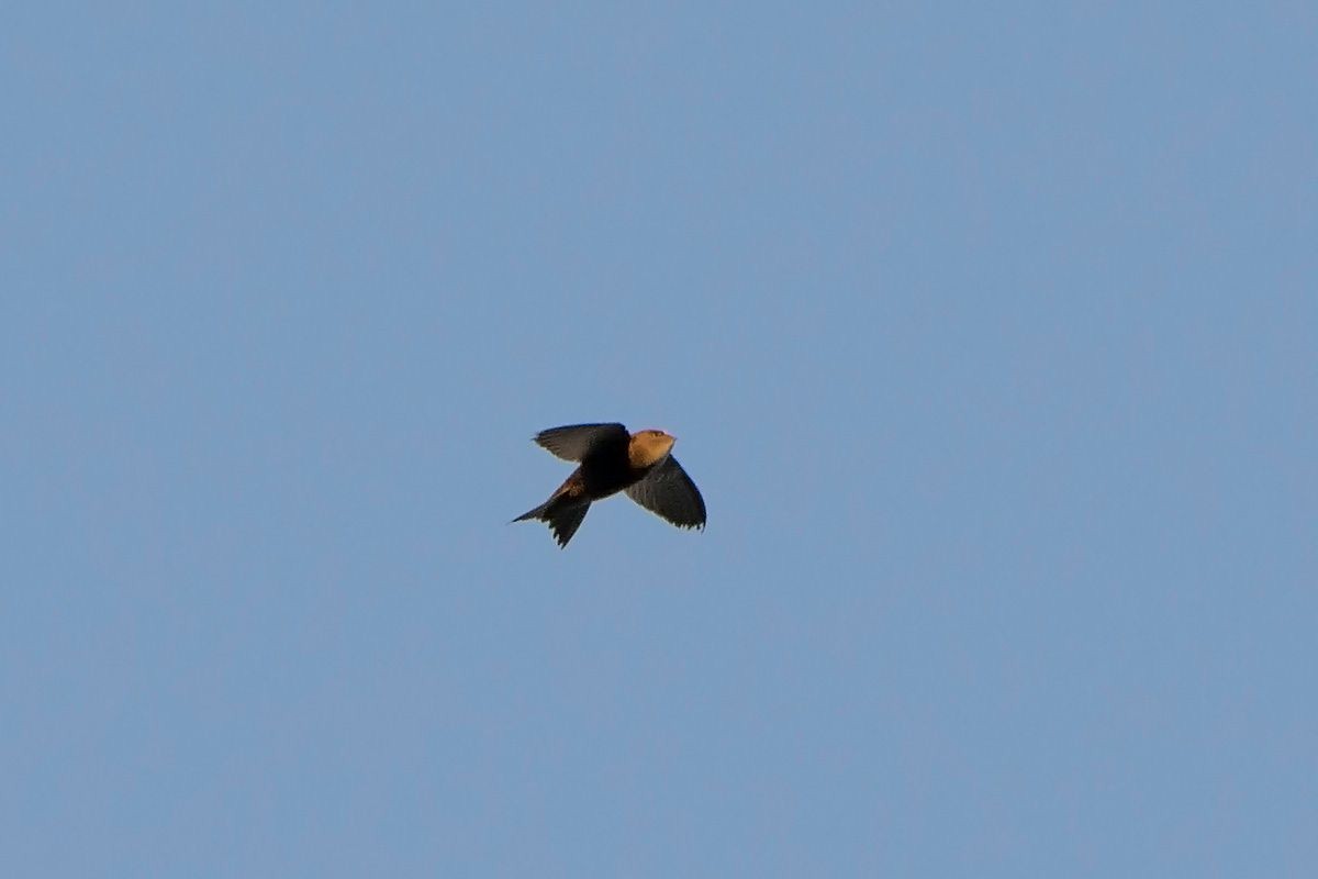 Madagascar Spinetail - ML530086591