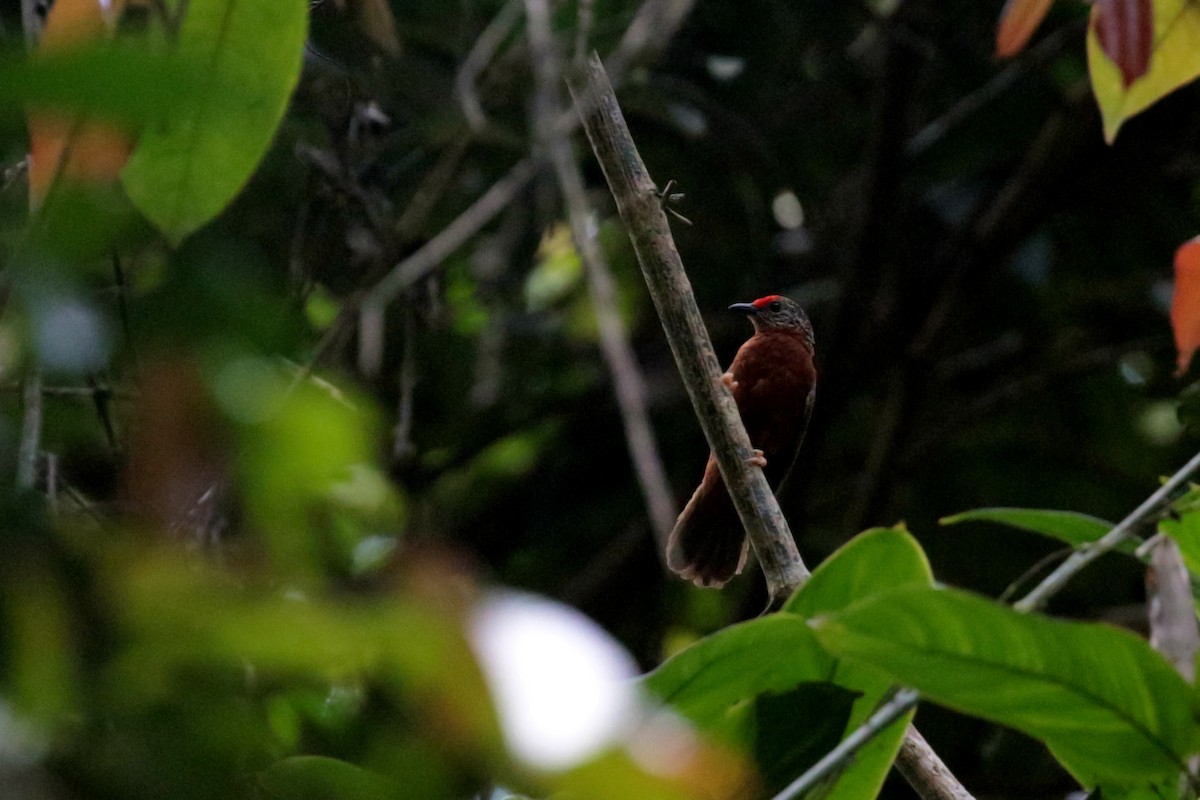 Red-fronted Antpecker - ML530086761