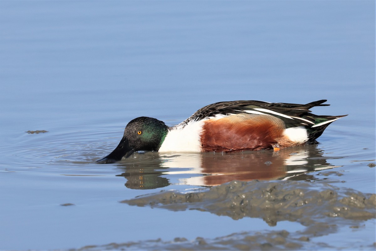 Northern Shoveler - ML530088101