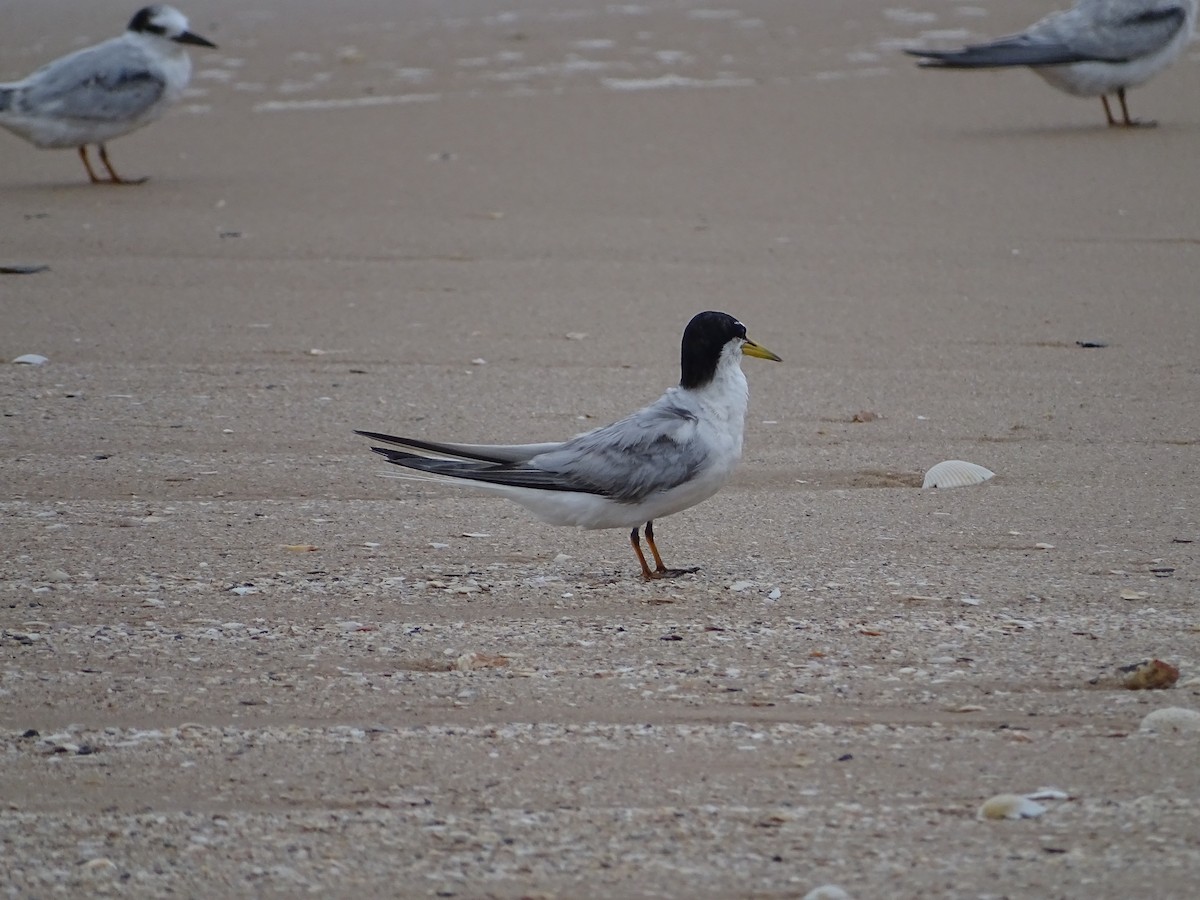 Little Tern - ML530088621