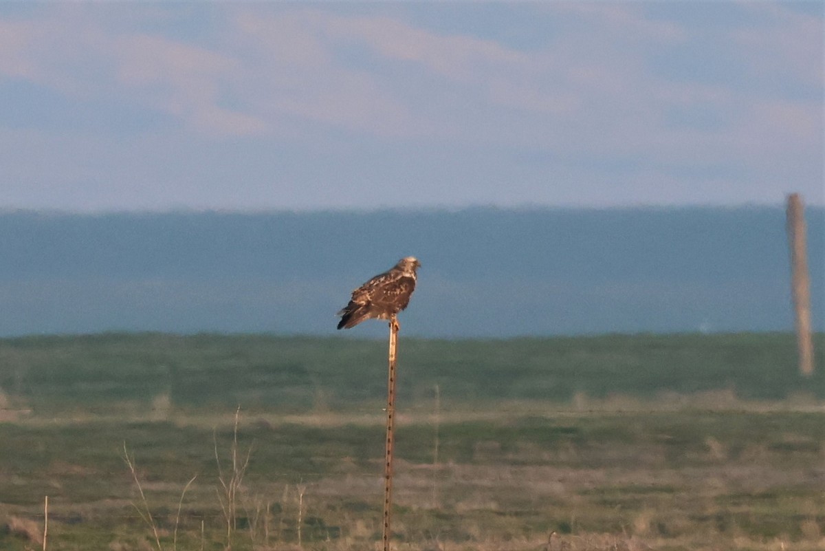 Rough-legged Hawk - ML530088901