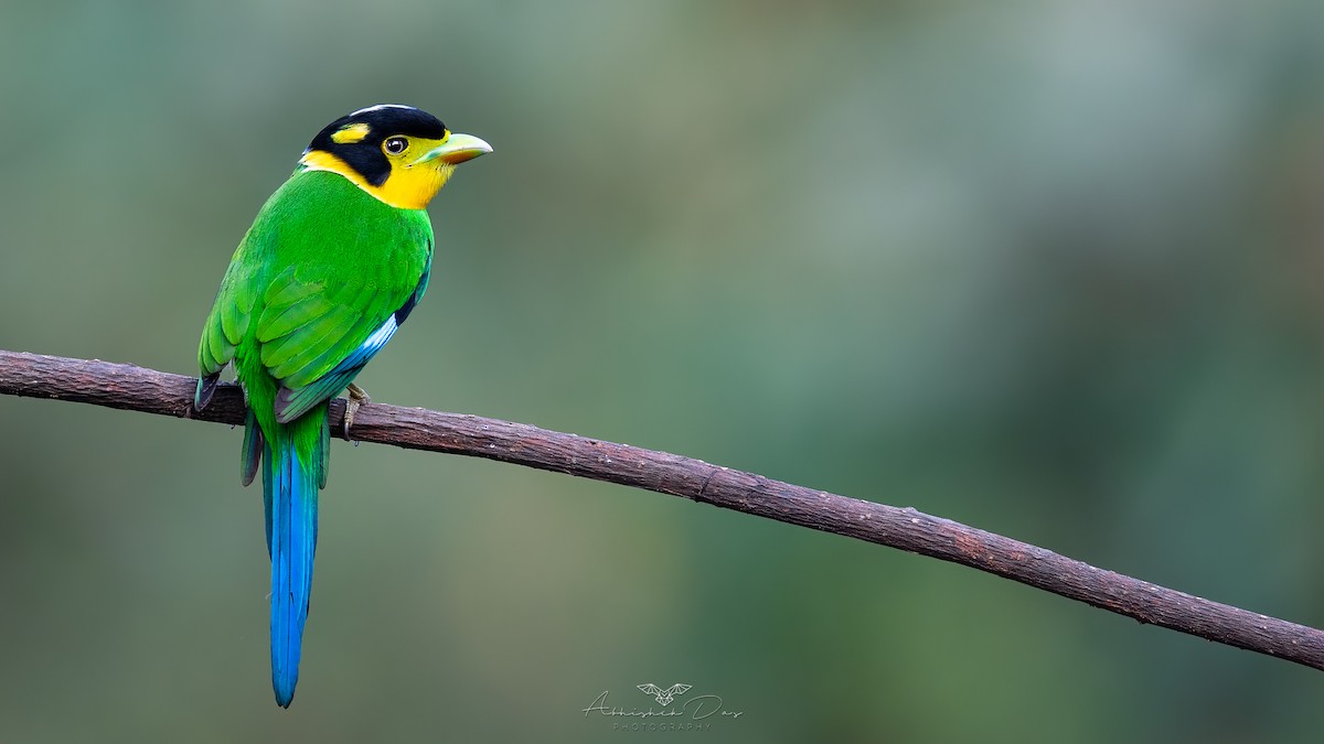 Long-tailed Broadbill - Abhishek Das