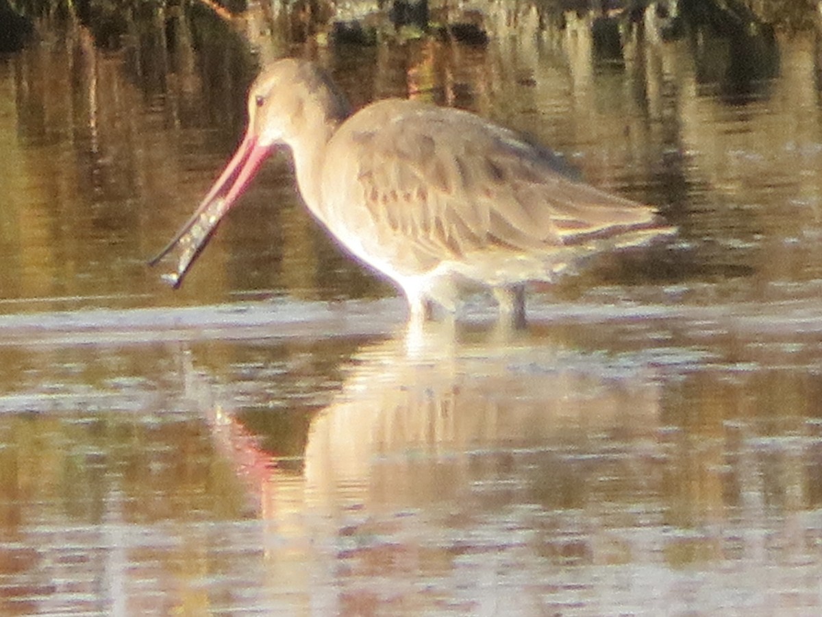 Black-tailed Godwit (melanuroides) - ML530089571