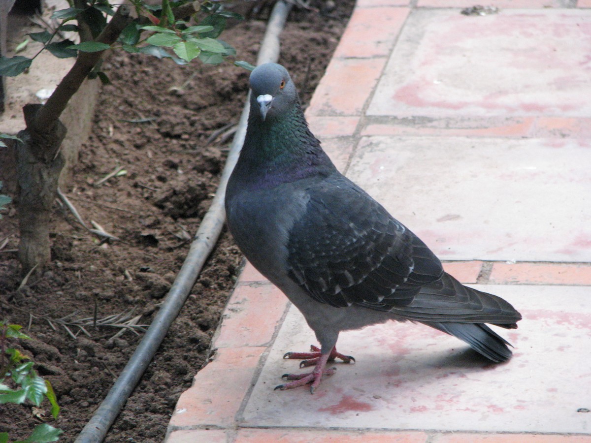 Rock Pigeon (Feral Pigeon) - Sheila Hale