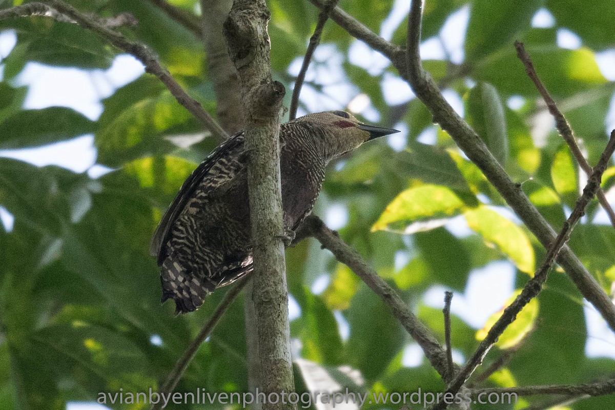 Buff-rumped Woodpecker - Vincent Yeow-Ming NG