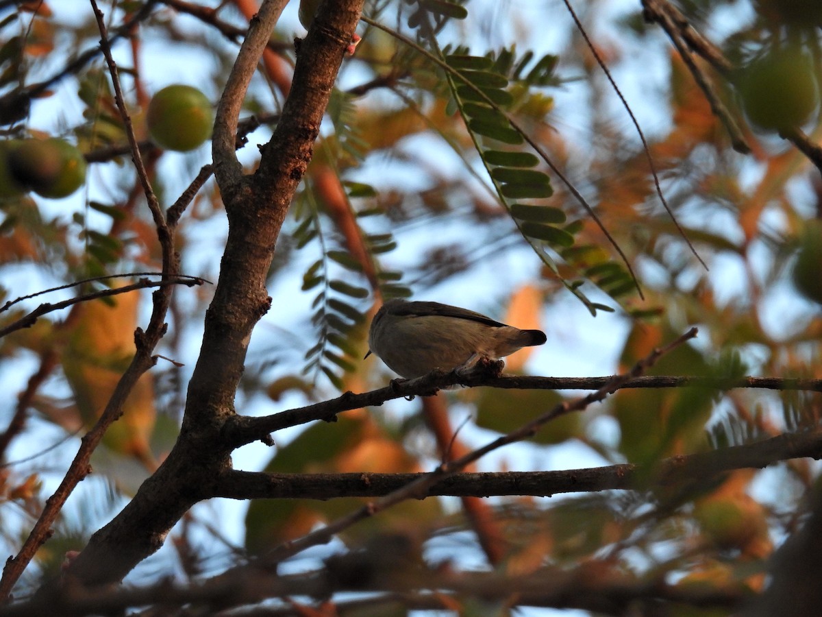 Plain Flowerpecker - ML530090681