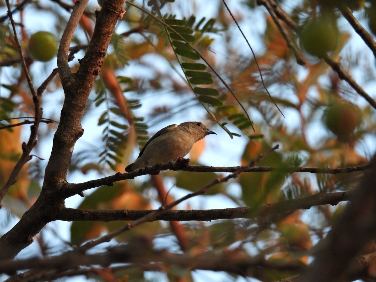 Plain Flowerpecker - ML530090691