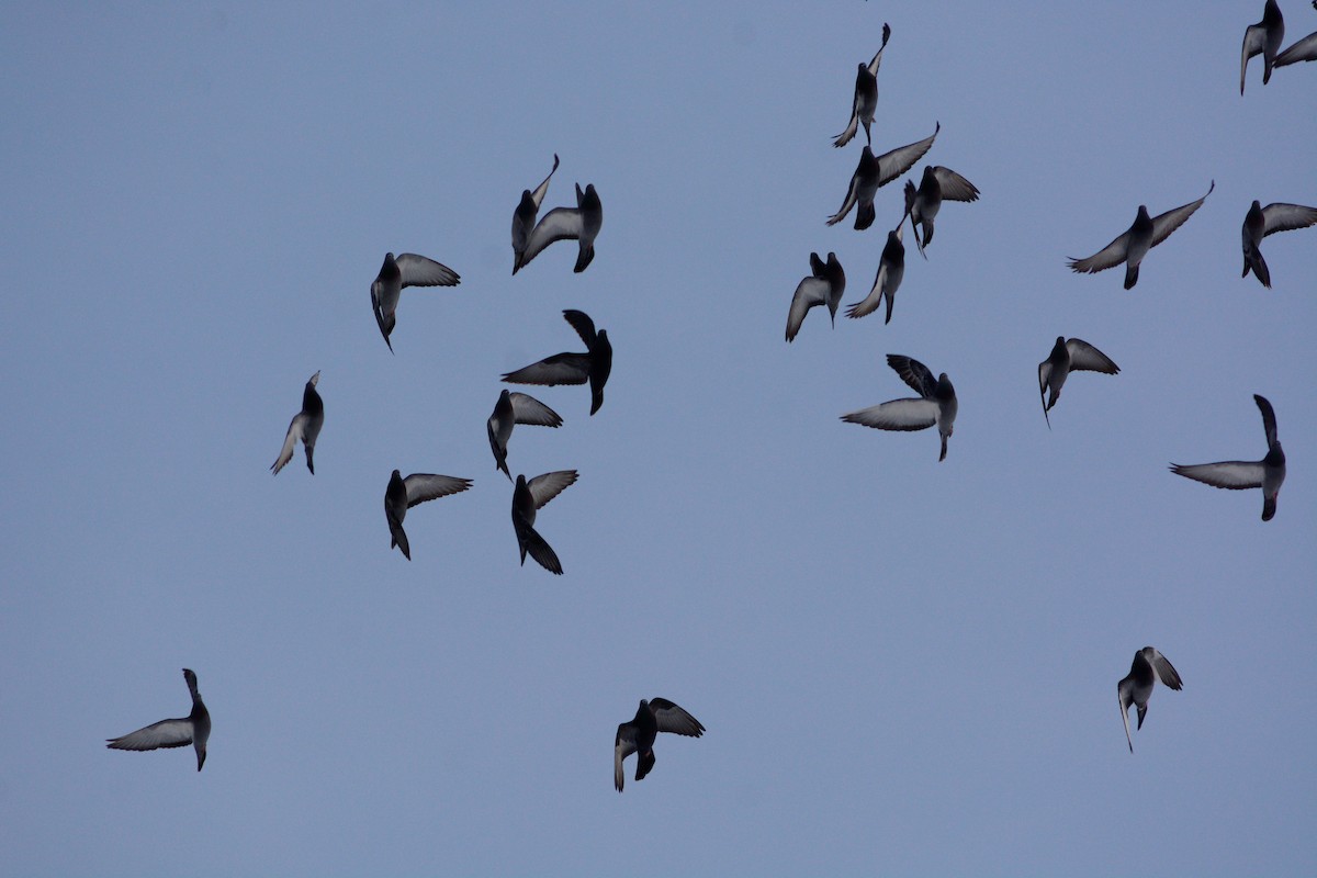 Rock Pigeon (Feral Pigeon) - ML530091241