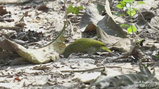 Streak-throated Woodpecker - ML530092231