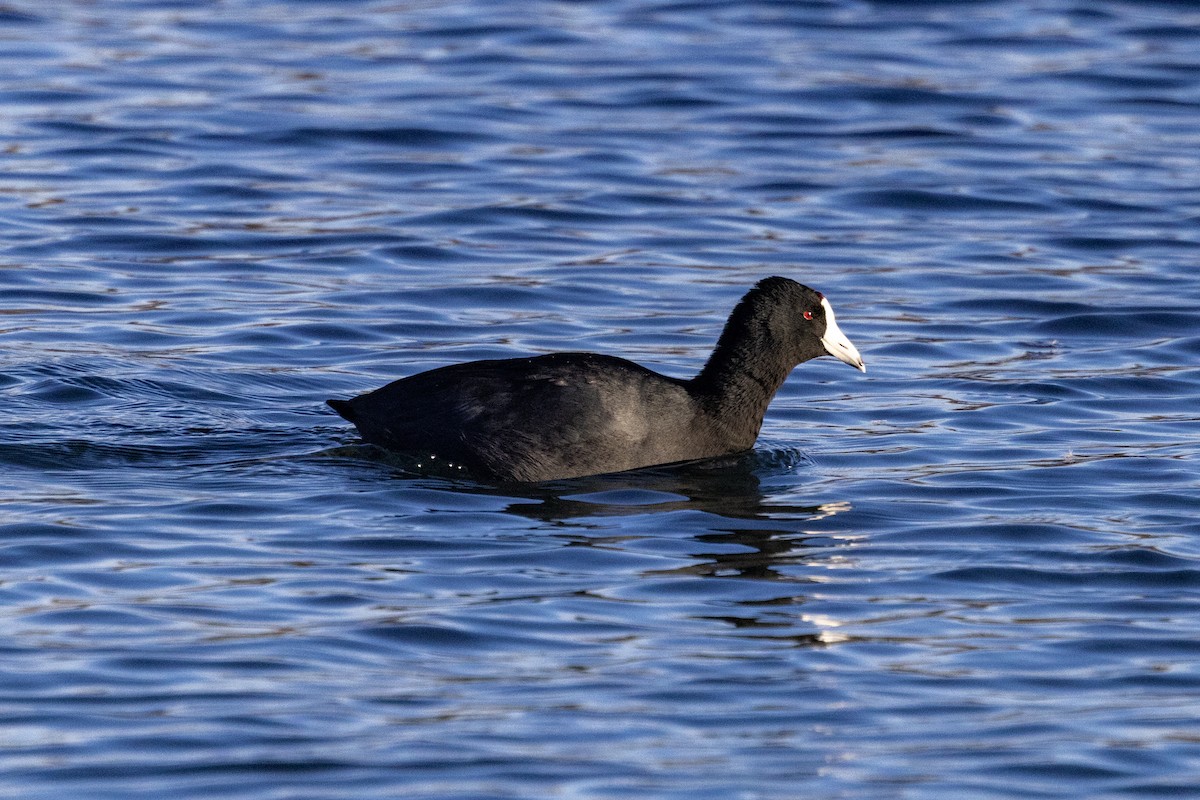 American Coot - ML530092451