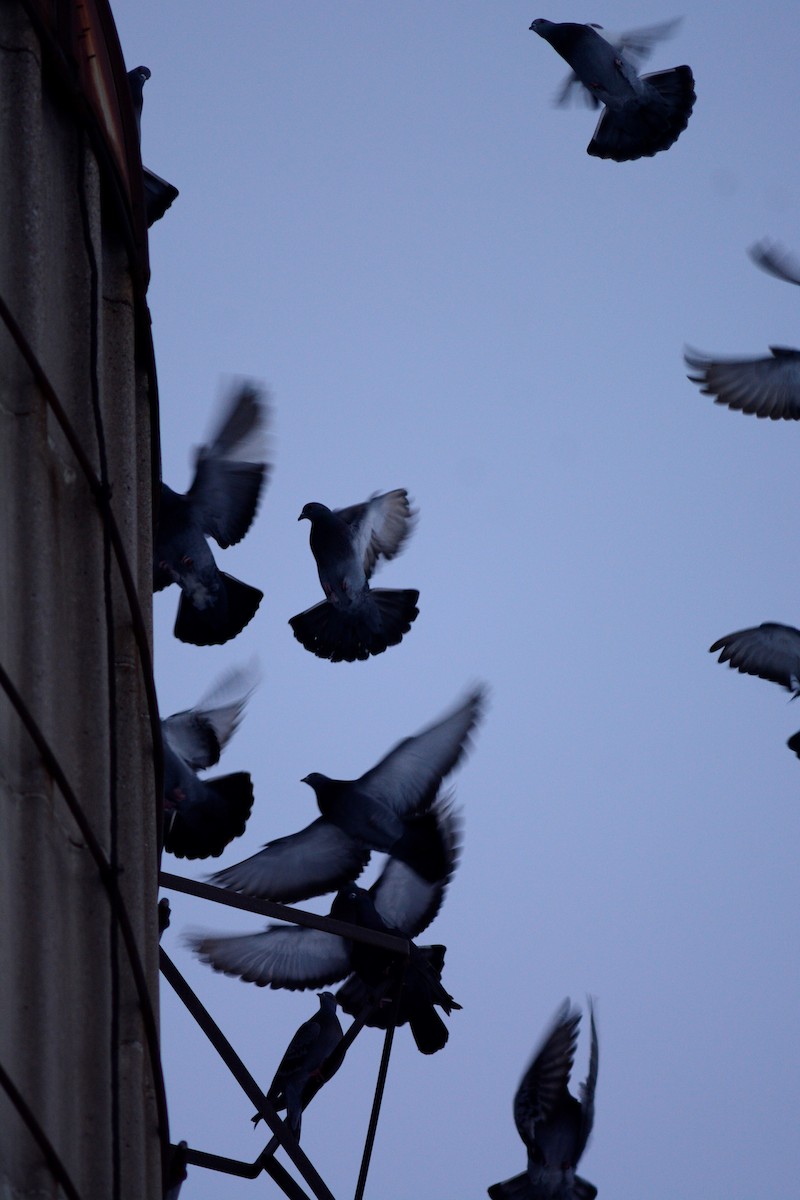 Rock Pigeon (Feral Pigeon) - ML530092471