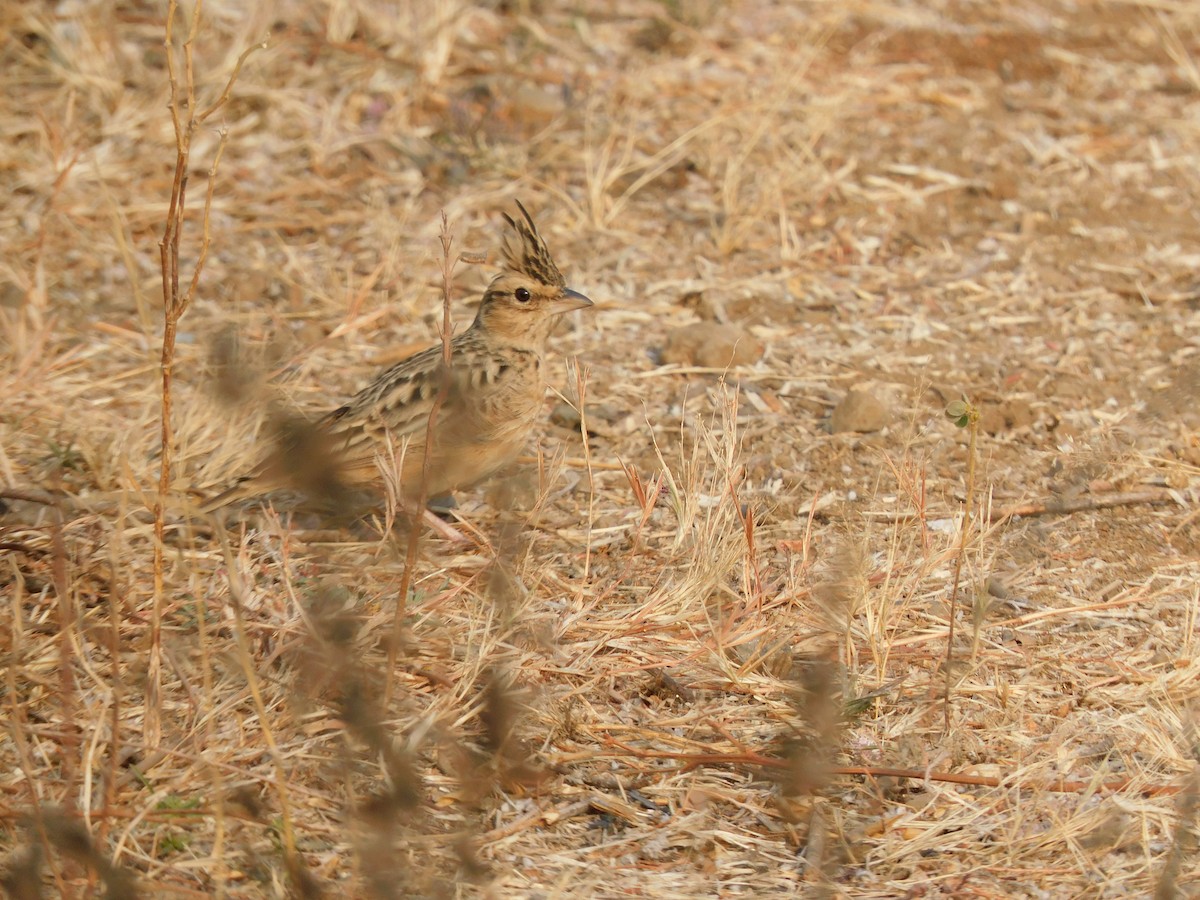 Tawny Lark - ML530092661