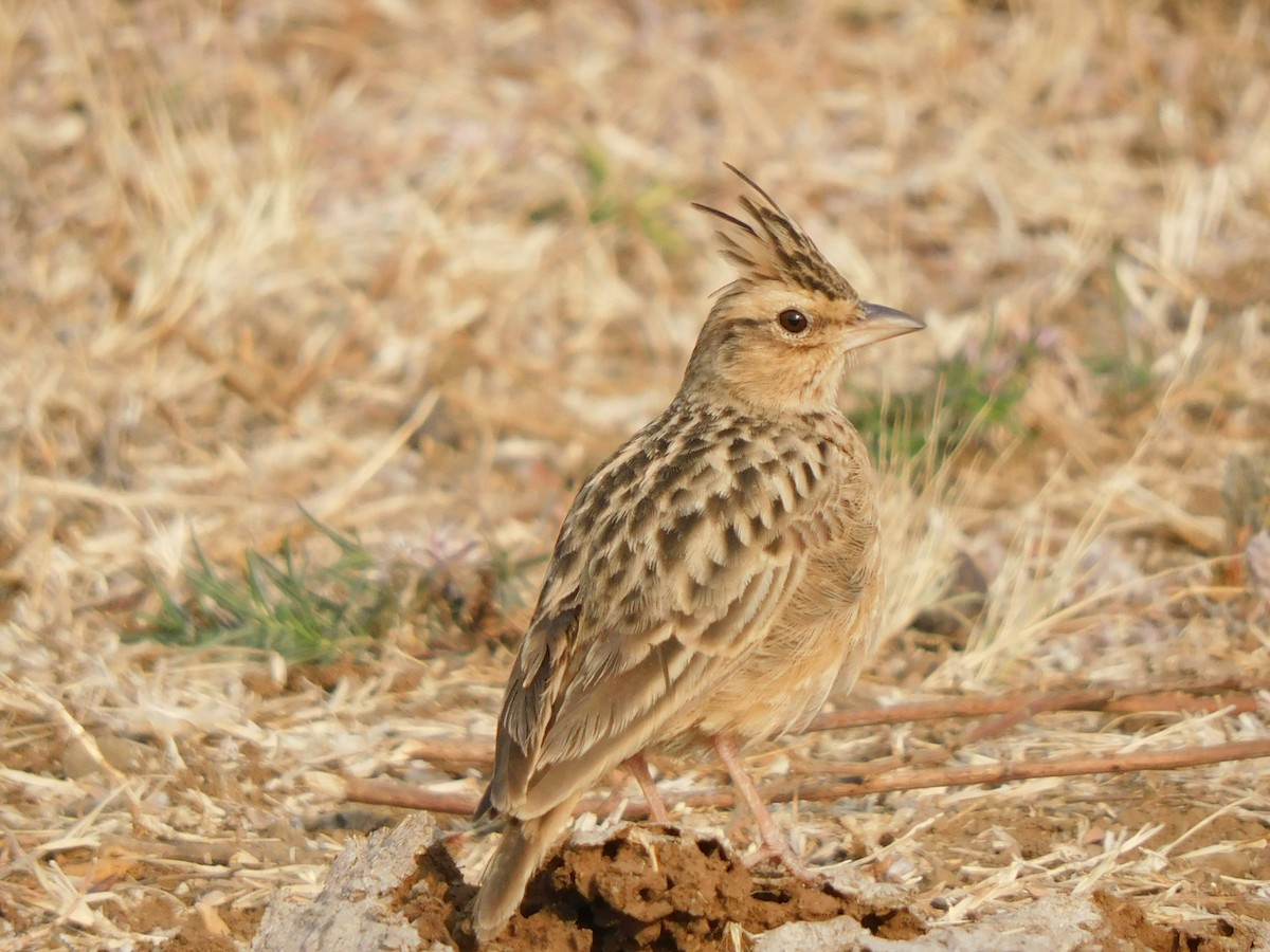 Tawny Lark - ML530092671