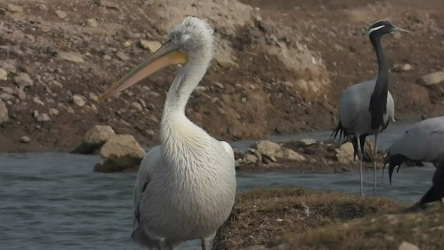 pelikán kadeřavý - ML530092691