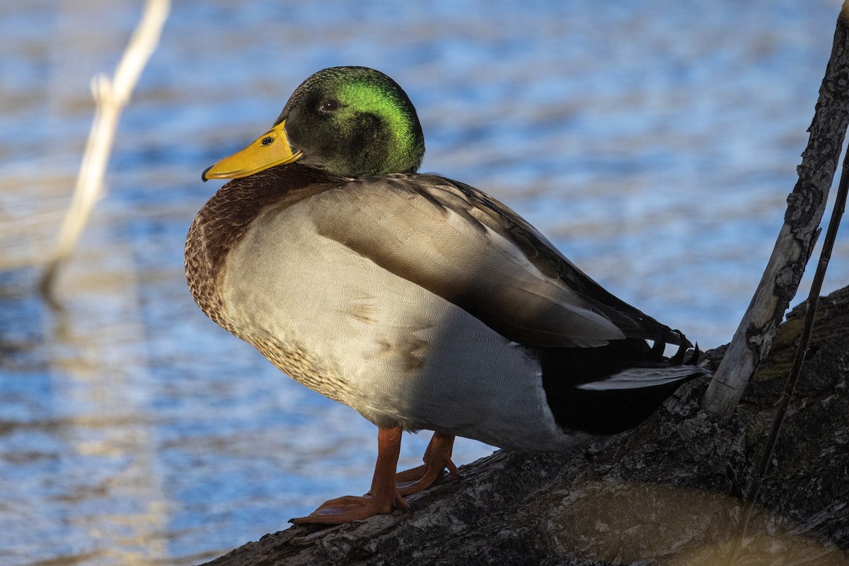 Mallard - ML530092781