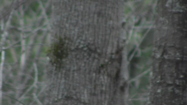 Pileated Woodpecker - ML530092831