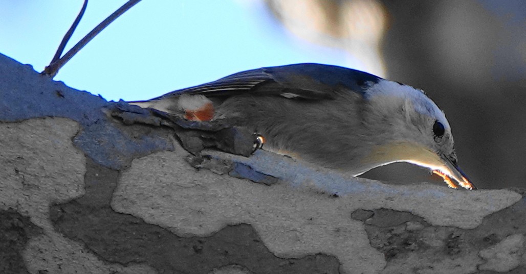 White-breasted Nuthatch - ML530093291