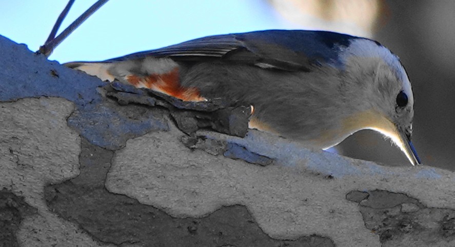 White-breasted Nuthatch - ML530093301