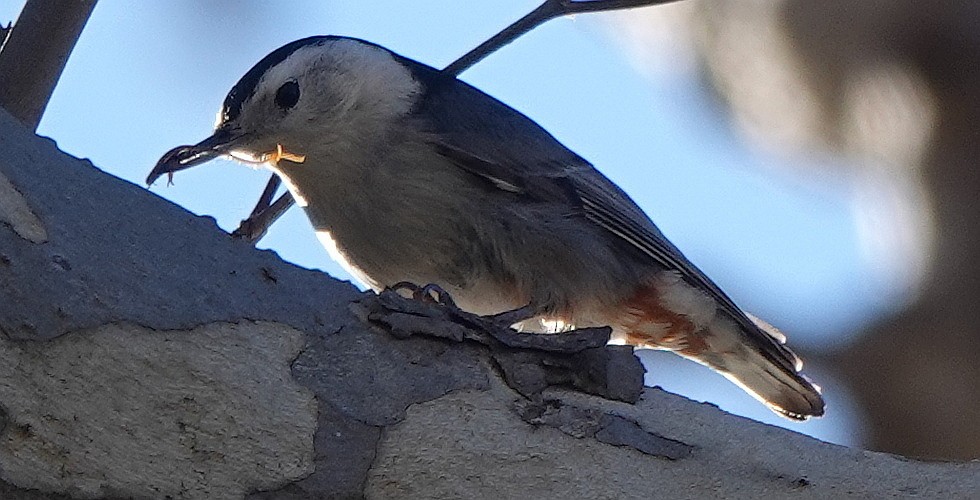 White-breasted Nuthatch - ML530093311