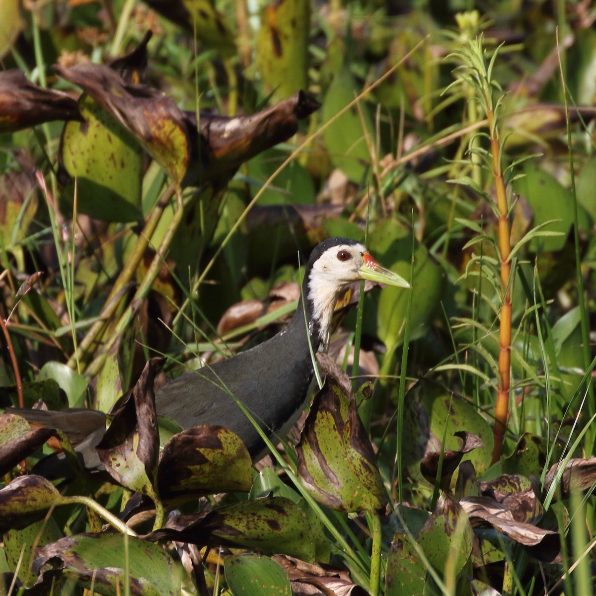 White-breasted Waterhen - Paul Anderson