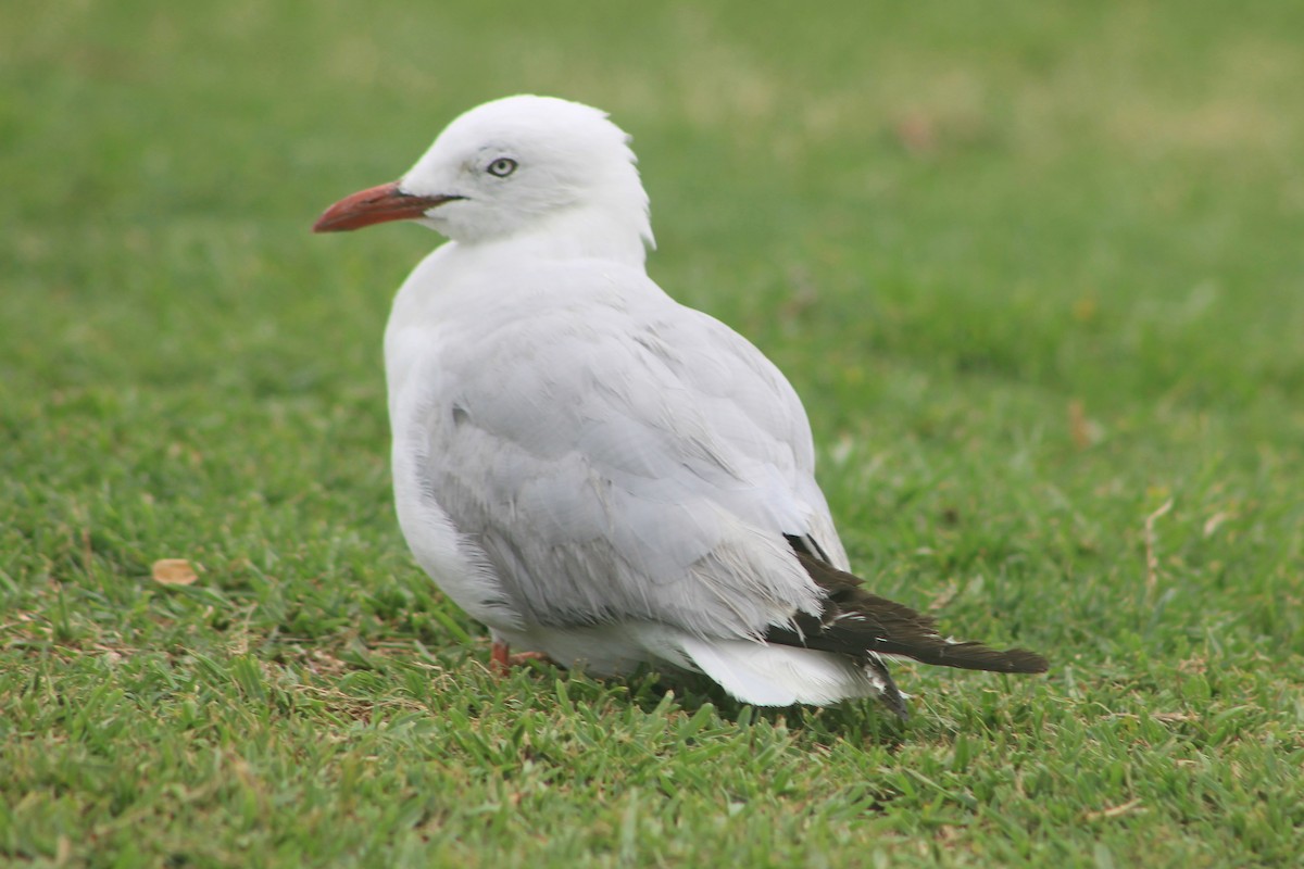 Silver Gull - ML530093841