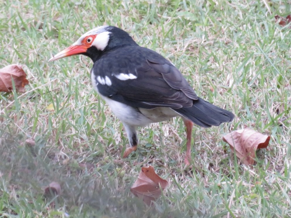 Siamese Pied Starling - ML530093891