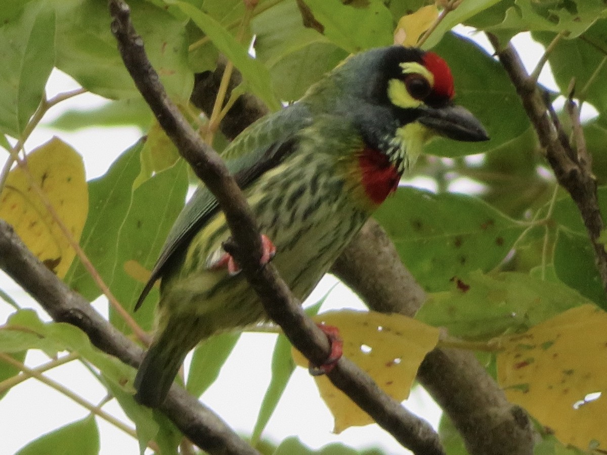 Coppersmith Barbet - ML530093961