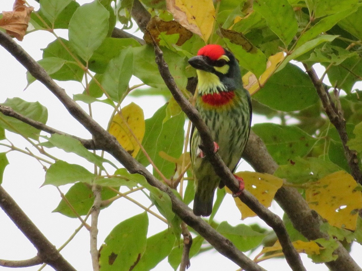 Coppersmith Barbet - ML530093971