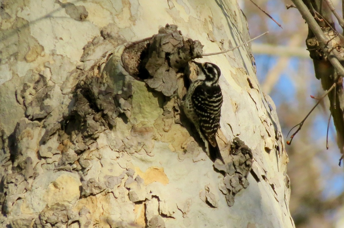 Nuttall's Woodpecker - ML530094731