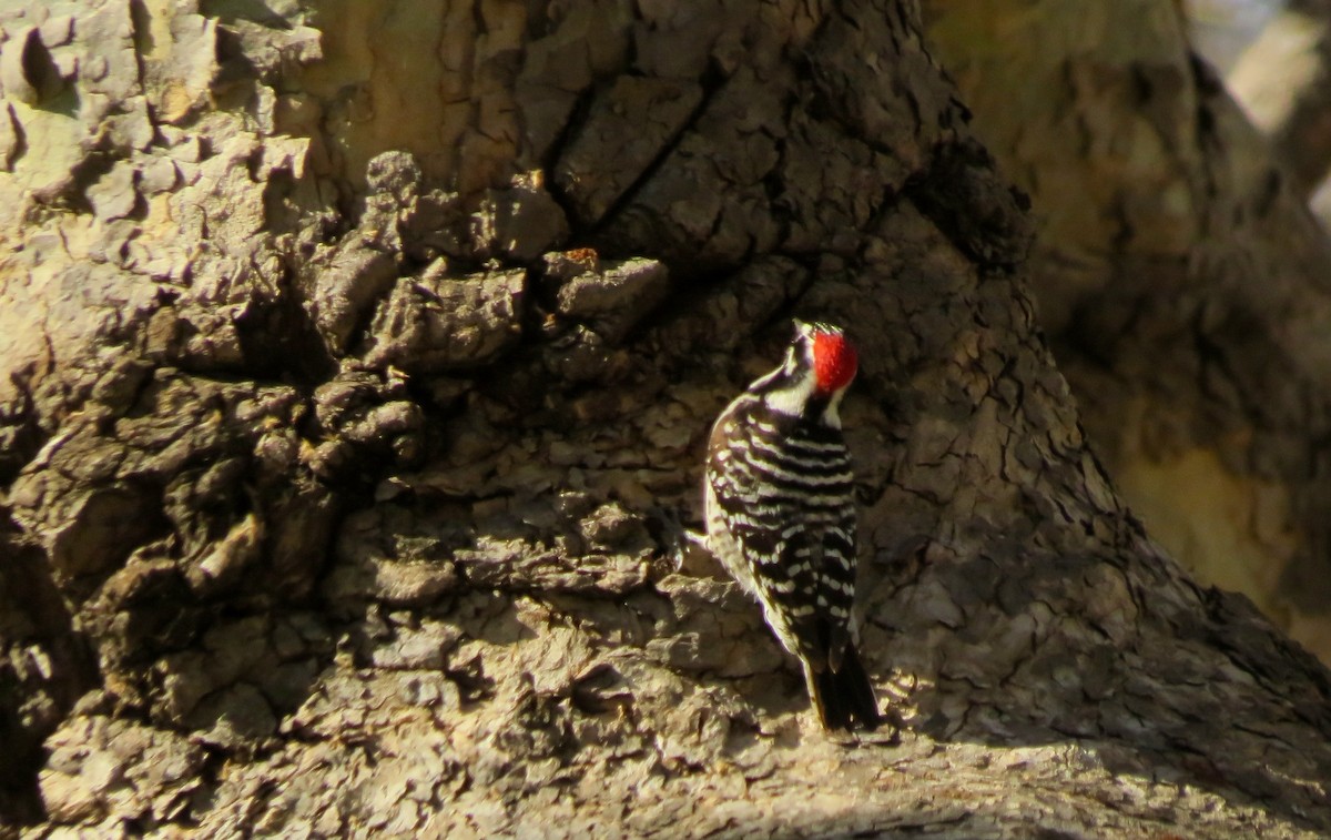 Nuttall's Woodpecker - ML530094771