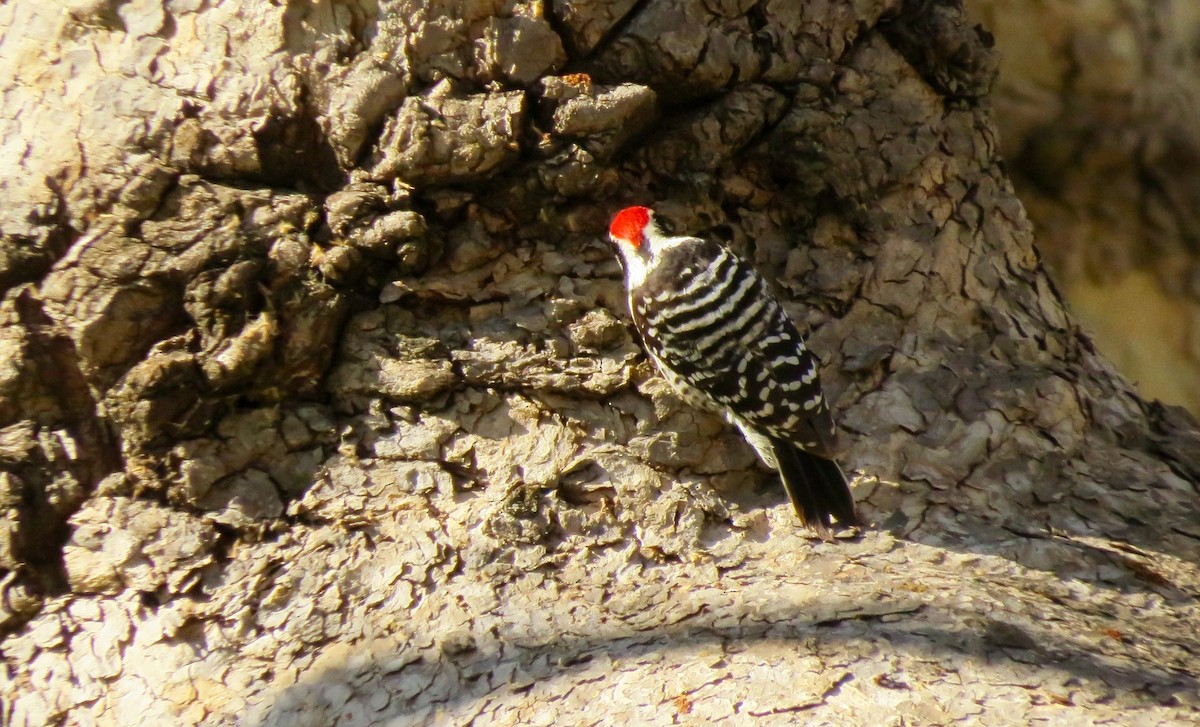 Nuttall's Woodpecker - ML530094791