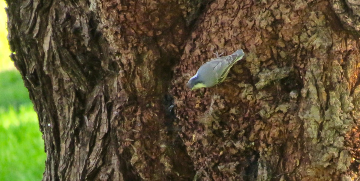 White-breasted Nuthatch - ML530094821