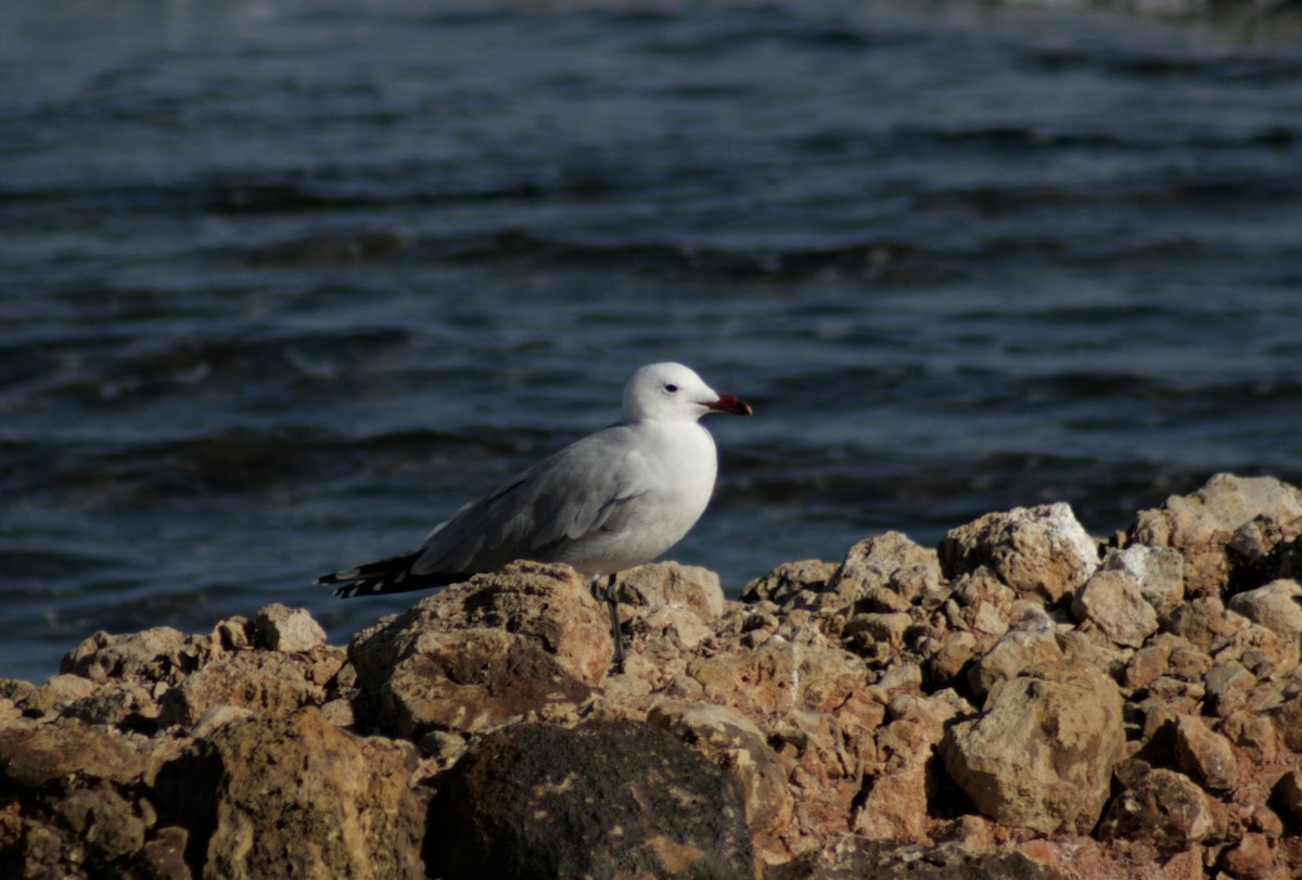 Audouin's Gull - ML530095021