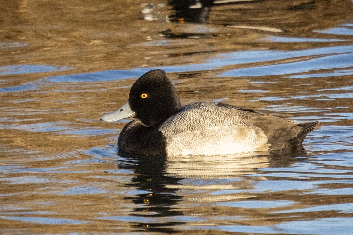 Lesser Scaup - ML530095371