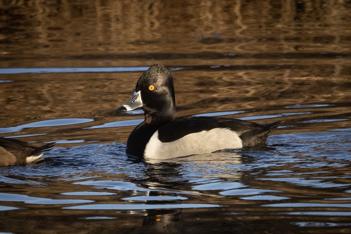 Ring-necked Duck - ML530095391