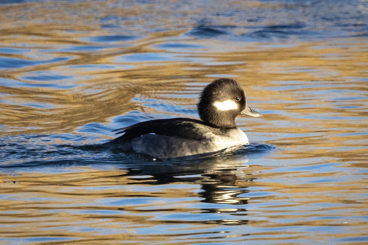 Bufflehead - ML530095431