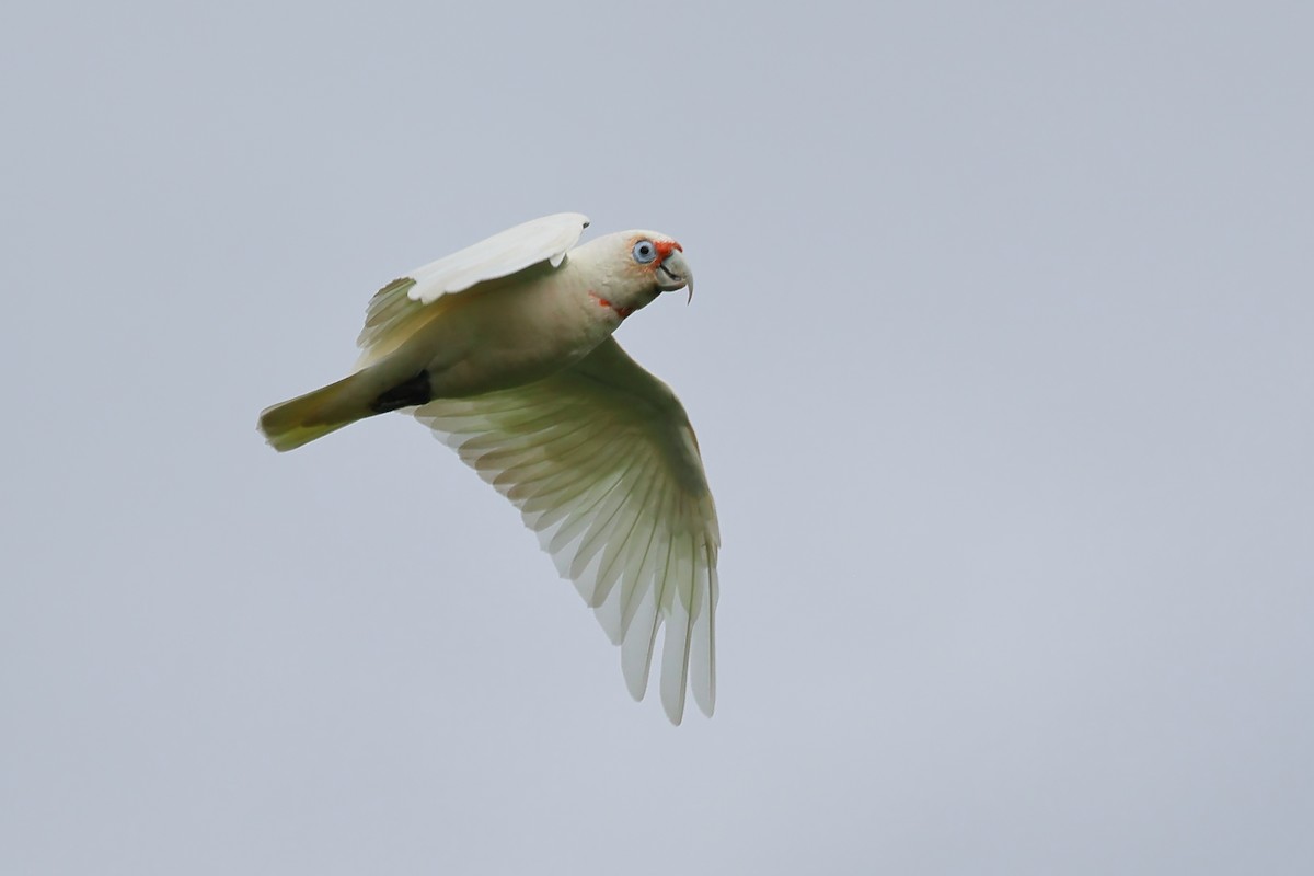 Long-billed Corella - Michael Rutkowski