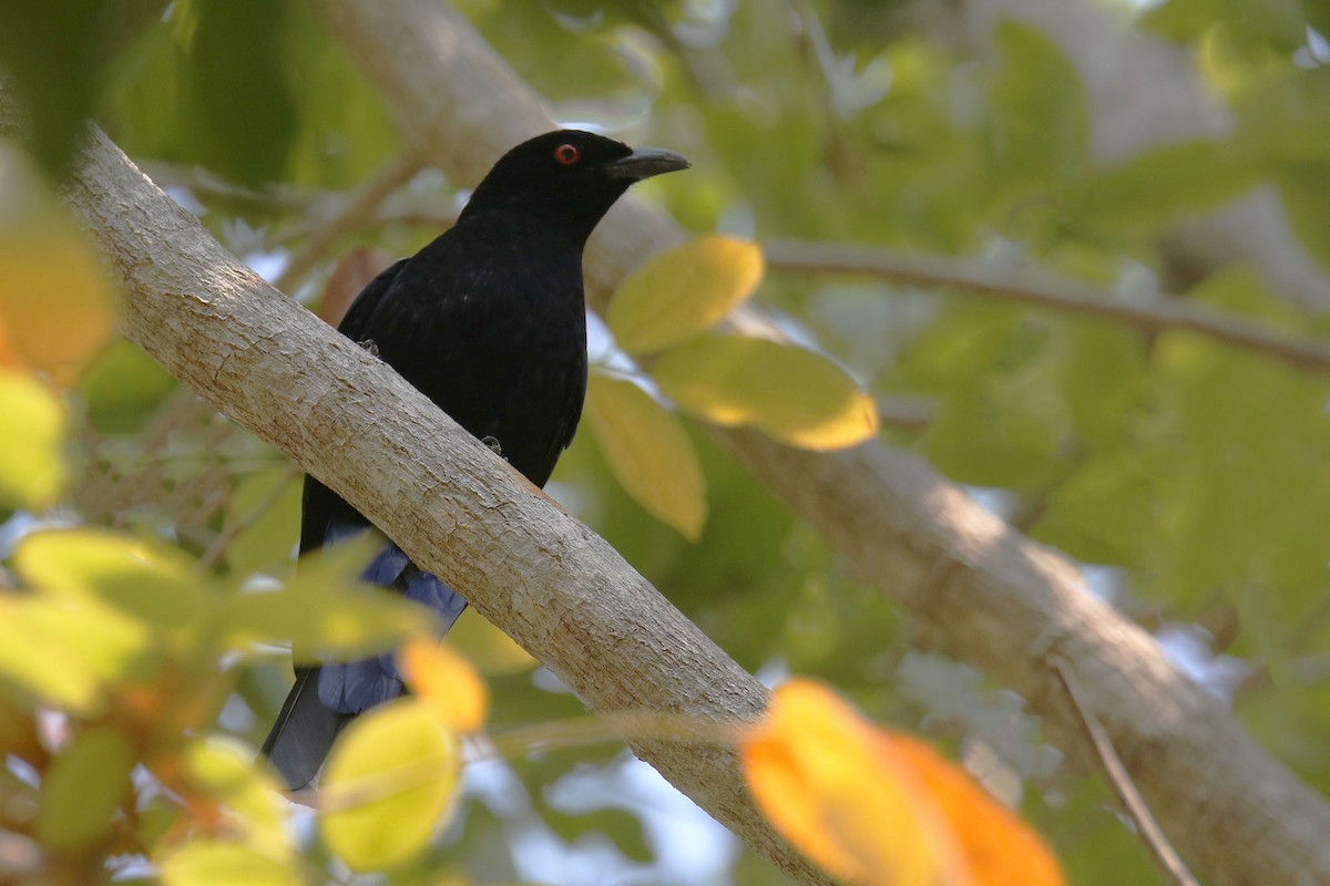 Asian Fairy-bluebird - ML530097661