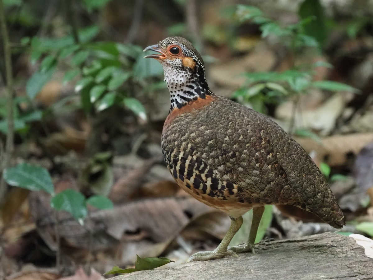 Chestnut-necklaced Partridge - Magen Pettit